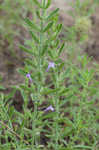 Drummond's false pennyroyal